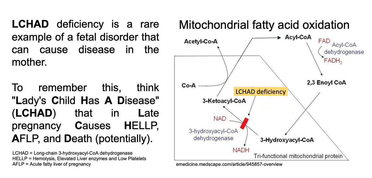 LCHAD deficiency is a fatty acid oxidation disorder that, when present in the fetus, can cause disease in the mother🤰.

To remember this, think "Lady's Child Has A Disease" (LCHAD) that in Late pregnancy Causes HELLP, AFLP, and Death (potentially).
#GeneChat