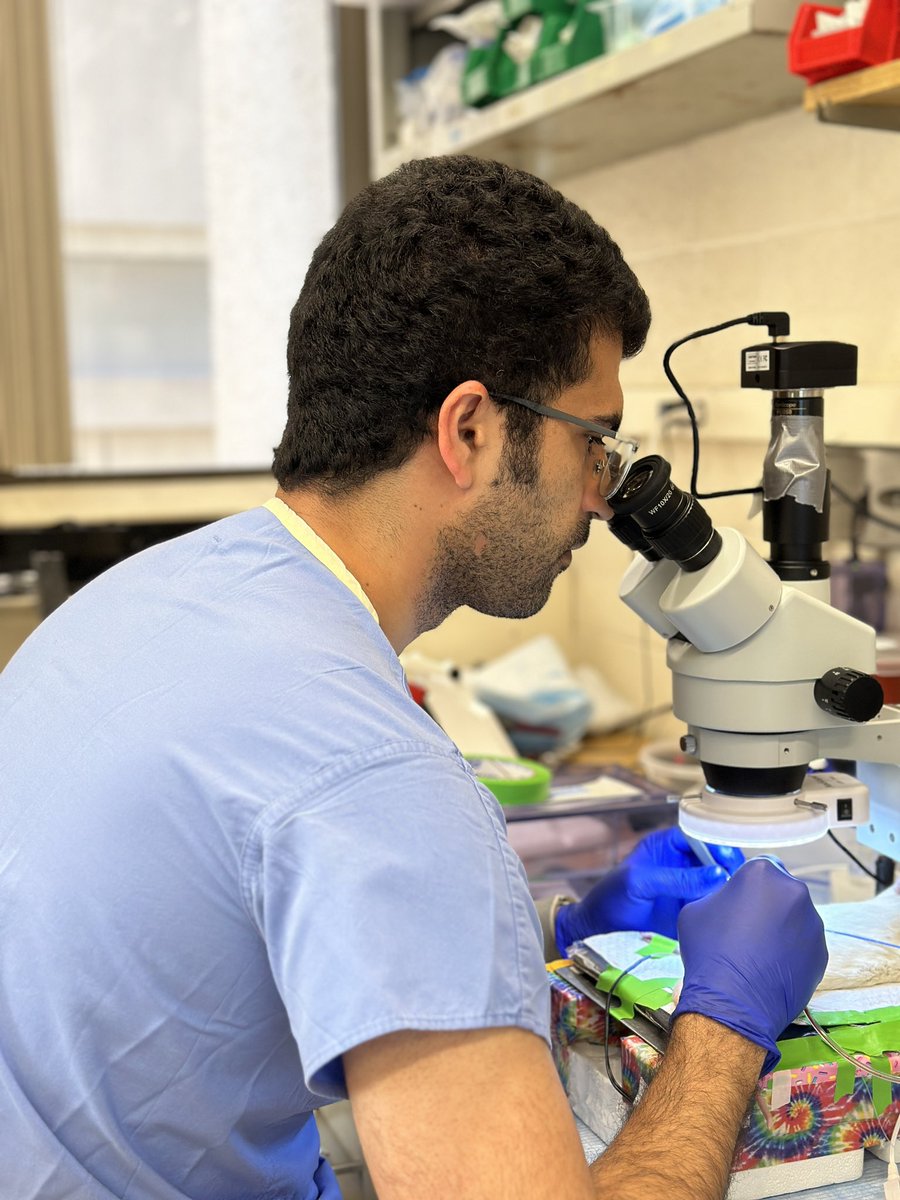 3rd week at @HopkinsACCM and the Whitaker Lab is already hard at work. Here, postdoc Dr. Navid Modiri performs surgery to investigate effects of anesthesia on cerebrovascular function in offspring from preeclampsia pregnancies. #pedsanes