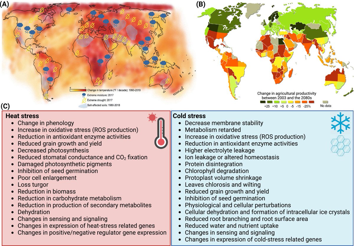 Impact of #ClimateChange on #agricultural productivity. 🖇️onlinelibrary.wiley.com/doi/10.1111/pp… @PPLplantarum @wileyplantsci @PlantTeaching @UNFCCC @FAOclimate @AgNews @IOA_UWA @CropGlobal @ModernAgUpdates @CGIARclimate @CropTrust @AbioticStress @WRIClimate @AgriExperts @IndianBotanists