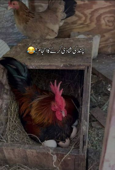 Iqrar_rajput1's tweet photo. 🤣🤣 https://t.co/7pjUGgpvTo