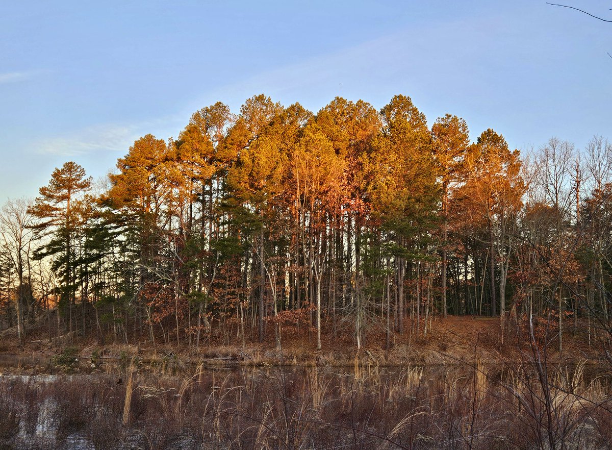 AcyRunway13's tweet photo. The sunrise lighting up the treetops setting Wednesday aglow...
Have a great day all ☕️☀️ 
#nature #sunrise #Wednesday 
#Winter #February #photo 
#NaturePhotograhpy https://t.co/tfcRShZRYf