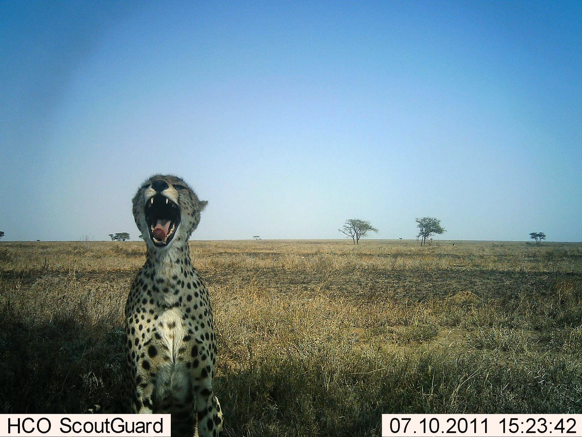 Trail_Cams's tweet photo. https://t.co/bLQl2D4VjI