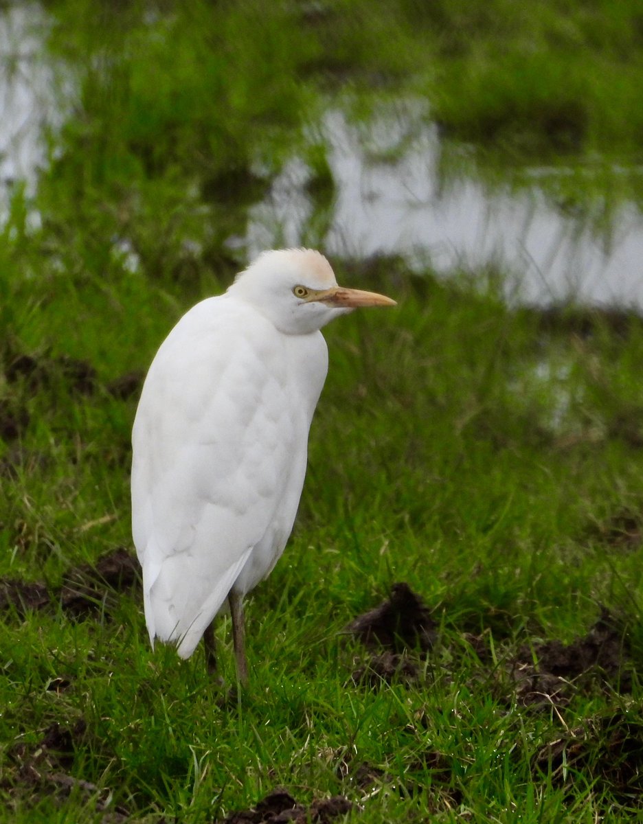The New Passage Cattle Egret. With Little Egret in the cow field by the scout hut. @Severnsidebirds @bristolbirding