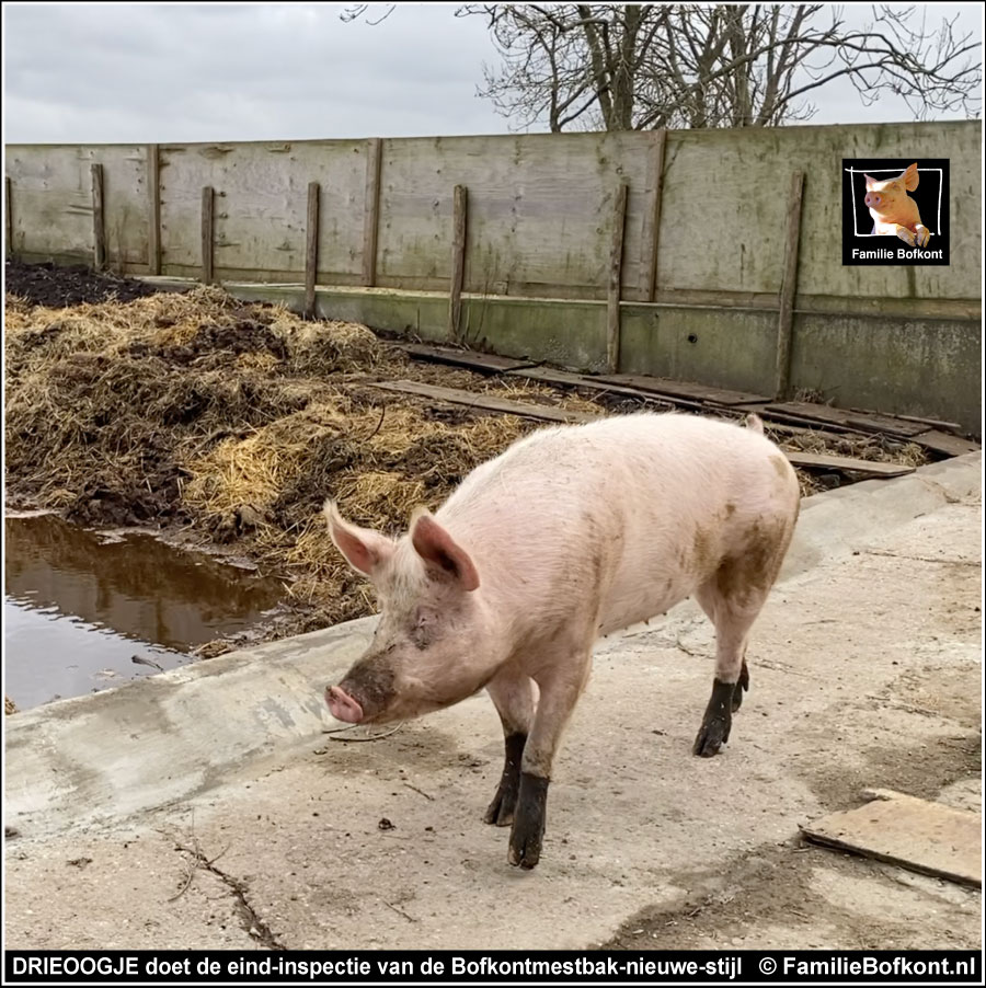 FamilieBofkont's tweet photo. MET EEN ZOEN VAN DRIEOOGJE
'Varken Drieoogje ging de opstaande rand van de mestbak bij langs. Geen druppel pies zou daar ooit nog uit kunnen sijpelen.'
Lees verder:
https://t.co/fmorYpR0i4
#varken #mestbak #poep #pies #milieu #zoen https://t.co/GuYt8ltWss