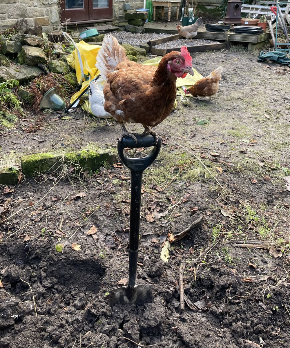 chikkinsisters tweet media