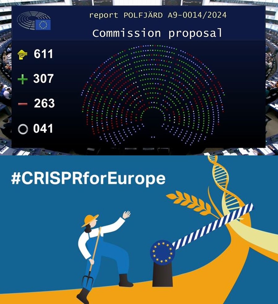Jerzy H. Czembor 2022 (@czemborh) on Twitter photo RT: Grain Club 
👨🎓🧬🌾🔬🧩📈🧑🌾💚
Historic moment: <a href="/Europarl_EN/">European Parliament</a>  votes FOR proposal <a href="/EU_Commission/">European Commission</a>  for the future regulation & application of new genomic techniques #NGT 
#CRISPR 
Good decision for #agriculture 
#CRISPRforEurope #EUFarm2Fork
#Genomics #plantbreeding #FoodSecurity RT: Grain Club 
👨🎓🧬🌾🔬🧩📈🧑🌾💚
Historic moment: <a href="/Europarl_EN/">European Parliament</a>  votes FOR proposal <a href="/EU_Commission/">European Commission</a>  for the future regulation & application of new genomic techniques #NGT 
#CRISPR 
Good decision for #agriculture 
#CRISPRforEurope #EUFarm2Fork
#Genomics #plantbreeding #FoodSecurity
