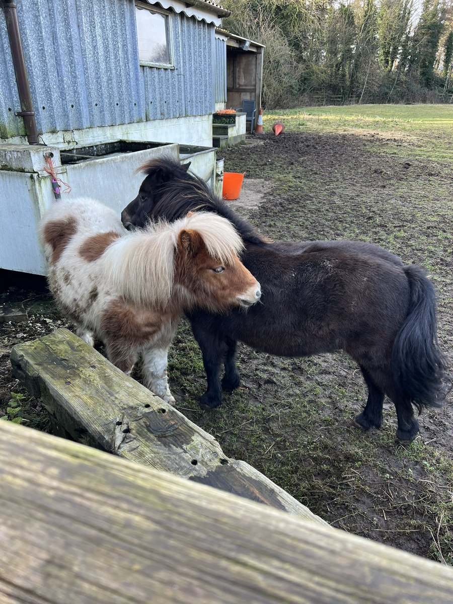 Lovely session with a student from <a href="/LifeSkillsHub/">LifeSkillsHub</a> working on her AQA. Teddy has got a lovely nice bed to sleep in tonight. Part of the <a href="/AQA/">AQA</a> was to muck out&amp;make up a stable. We had some laughs too promoting positive mental health, well being&amp;joining in conversations.  #wellbeing