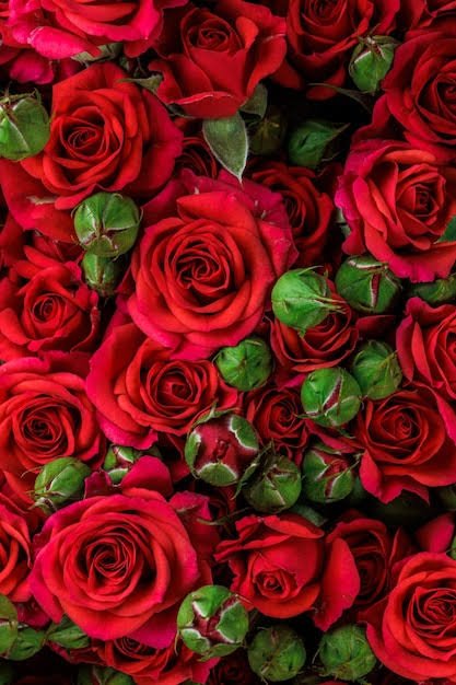 Happy Rose Day #HappyRoseDay HappyRoseDay2024 Roses Beautiful Flowers #Love 🌷🌷🌷🌷🌷🌷🌷🌷🌷