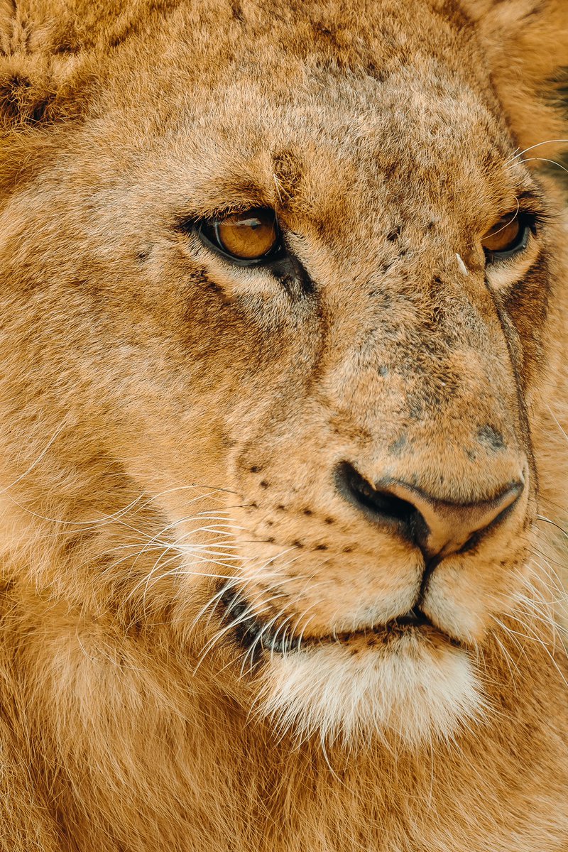 theMagunga's tweet photo. Scenes from the Nairobi National Park. Always worth the sacrifice of sleep to get here early in the morning to hang out with these guys. https://t.co/42cIFZS0gf