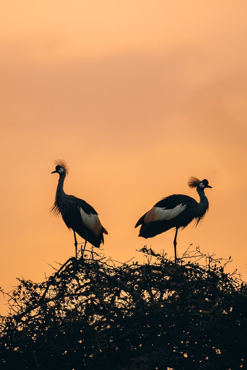 theMagunga's tweet photo. Scenes from the Nairobi National Park. Always worth the sacrifice of sleep to get here early in the morning to hang out with these guys. https://t.co/42cIFZS0gf