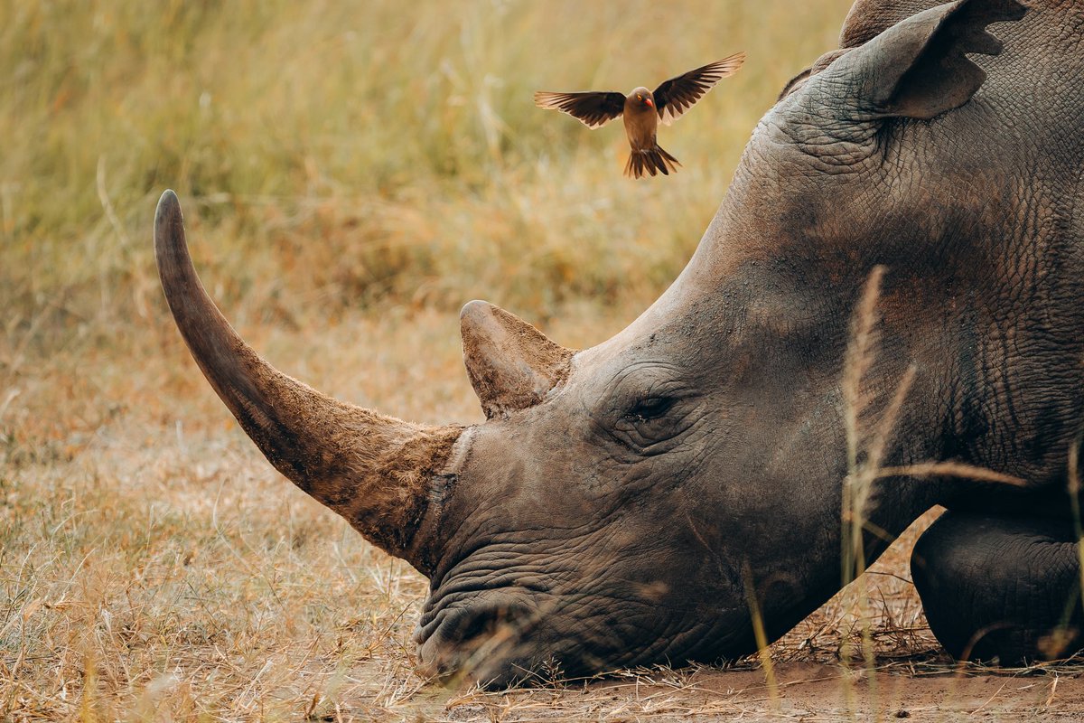 Scenes from the Nairobi National Park. Always worth the sacrifice of sleep to get here early in the morning to hang out with these guys.