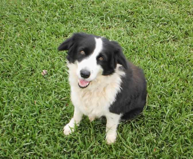 WeAcceptPets's tweet photo. Escape to Crumble Cottage in Bethania! π‘
π£ β¨ From March to May Pets go free @ Crumble Cottage! Plus get up Β£20 off the weekly rate depending on month chosen! β¨π£
πΆ Welcomes dogs and small pets πΎ
https://t.co/OCNKIxboMo
#CrumbleCottage #Countryside #Escape #Retreat https://t.co/IXwWHyqMW0