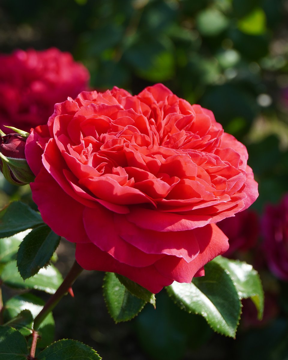 Heute ist der #TagderRose. 🌹 Welche ist Ihre liebste Rosensorte? ❤️