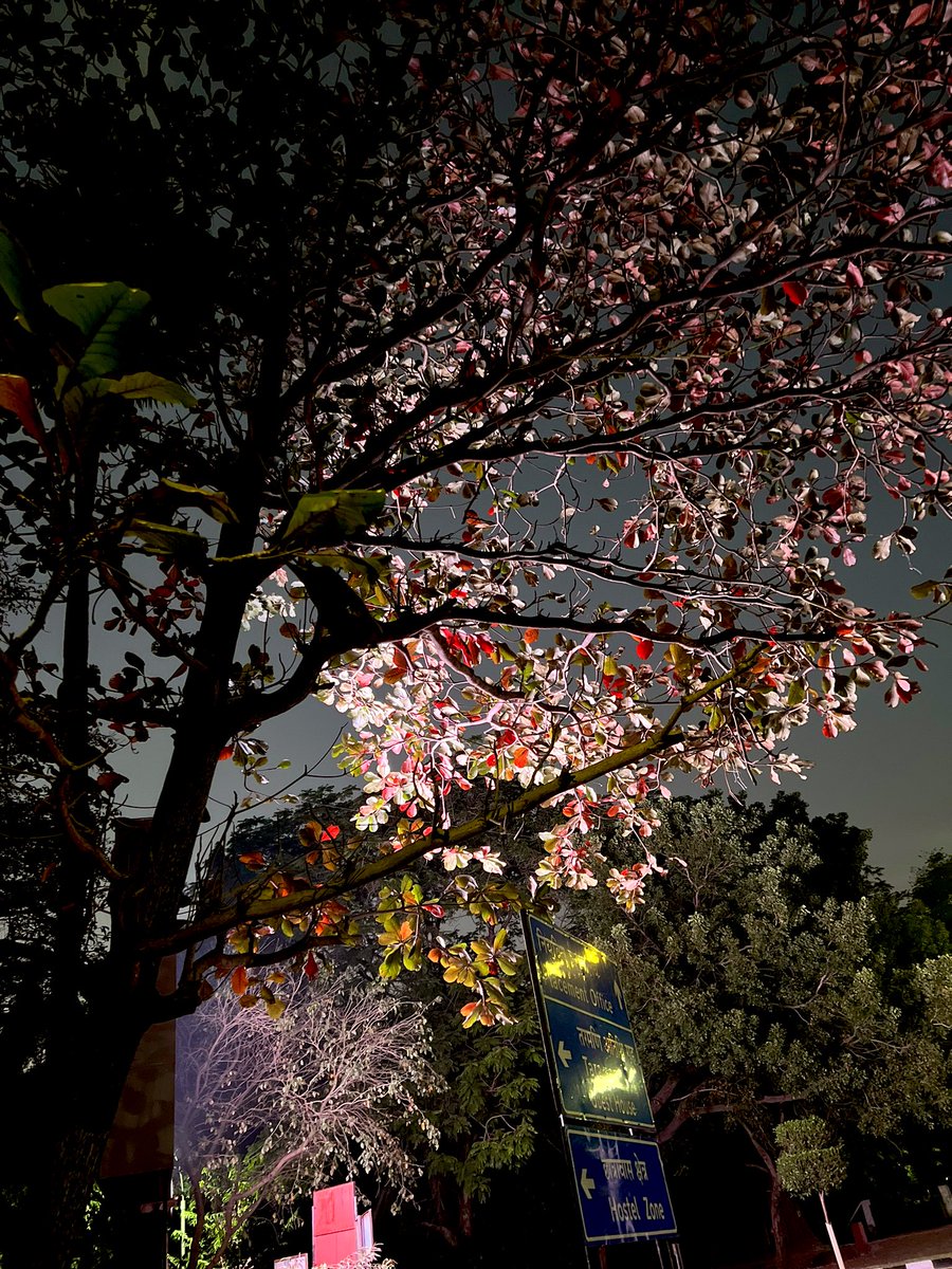 CentreIit's tweet photo. An @iitmadras screen lights up a tree by the Administration Building making it look like pink flowers. Almost like accidentally staged cherry blossoms. 

07/02/2024 https://t.co/jSAqR6dkhg