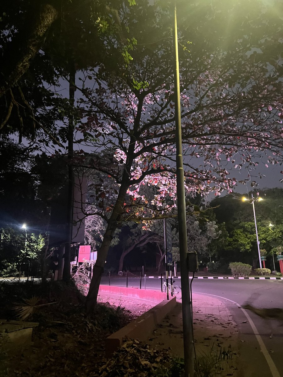 CentreIit's tweet photo. An @iitmadras screen lights up a tree by the Administration Building making it look like pink flowers. Almost like accidentally staged cherry blossoms. 

07/02/2024 https://t.co/jSAqR6dkhg