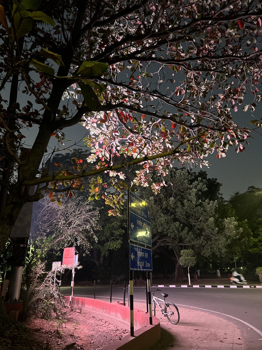 CentreIit's tweet photo. An @iitmadras screen lights up a tree by the Administration Building making it look like pink flowers. Almost like accidentally staged cherry blossoms. 

07/02/2024 https://t.co/jSAqR6dkhg