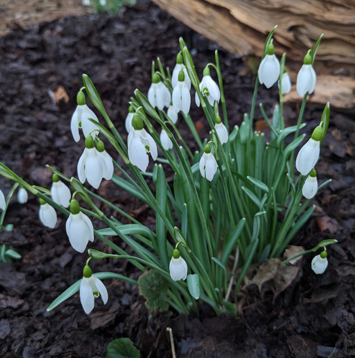 I posted this picture of plain old Galanthus nivalis (snowdrops, of course) on Facebook two days ago - seems to have notched up 1500 likes. No idea why, but I thought you might like it too. Nicely set off by our home-made leaf mould, beautifully applied by @StephenGByrne