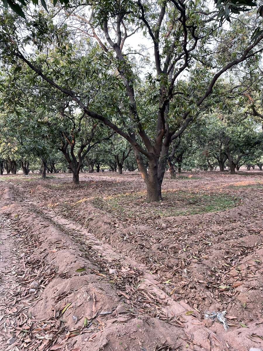 msahoo626's tweet photo. Pictures speak 🗣 itself 

#deforestation #SoilForClimateAction #regenerativeagriculture https://t.co/epMibG5NPi