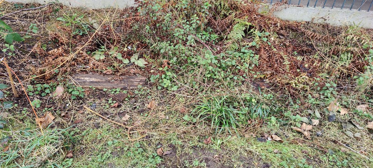 Look at the mess scaffolders have left alongside Cressingham - after they blocked pathways for days they ripped up plants and left rotting boards rubbish @lambeth_council