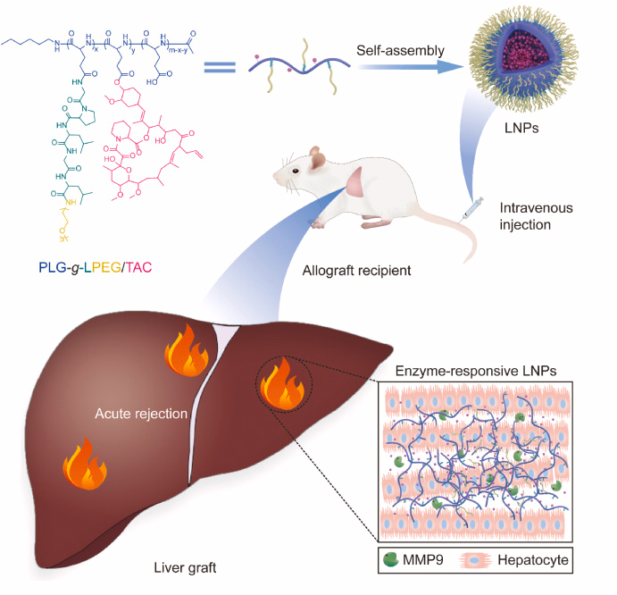 Immunosuppressive enzyme-responsive nanoparticles for enhanced accumulation in liver allograft to overcome acute rejection. sciencedirect.com/science/articl…