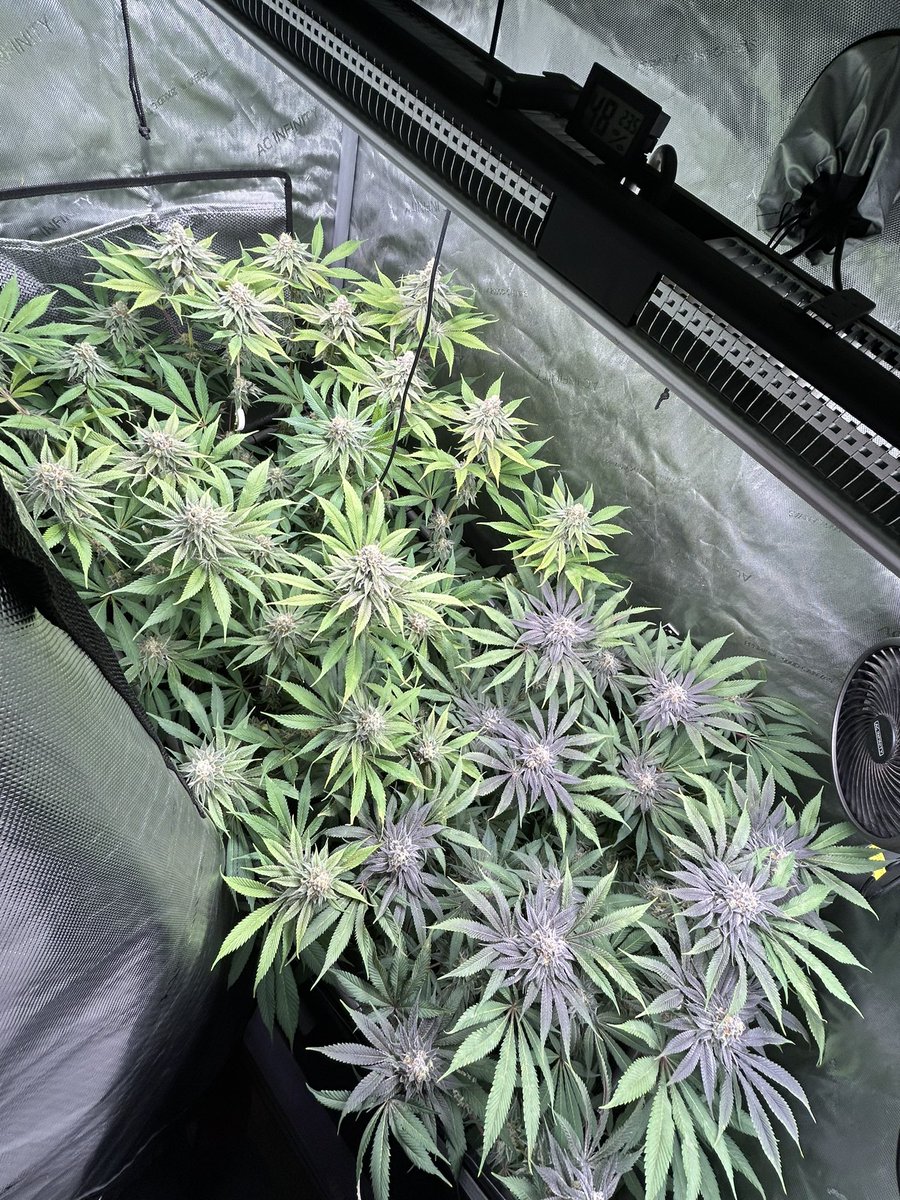 AvantGrow's tweet photo. DO SI DOS #33 end of week F7. Yum!! 🌸⭐️
@BarneysAms 
#growyourown #mmemberville #CannabisCultivation #cannabisculture #cannabisgrower #CannaFam #cannaNatural #Organic #livingsoil https://t.co/zRva2TXox9