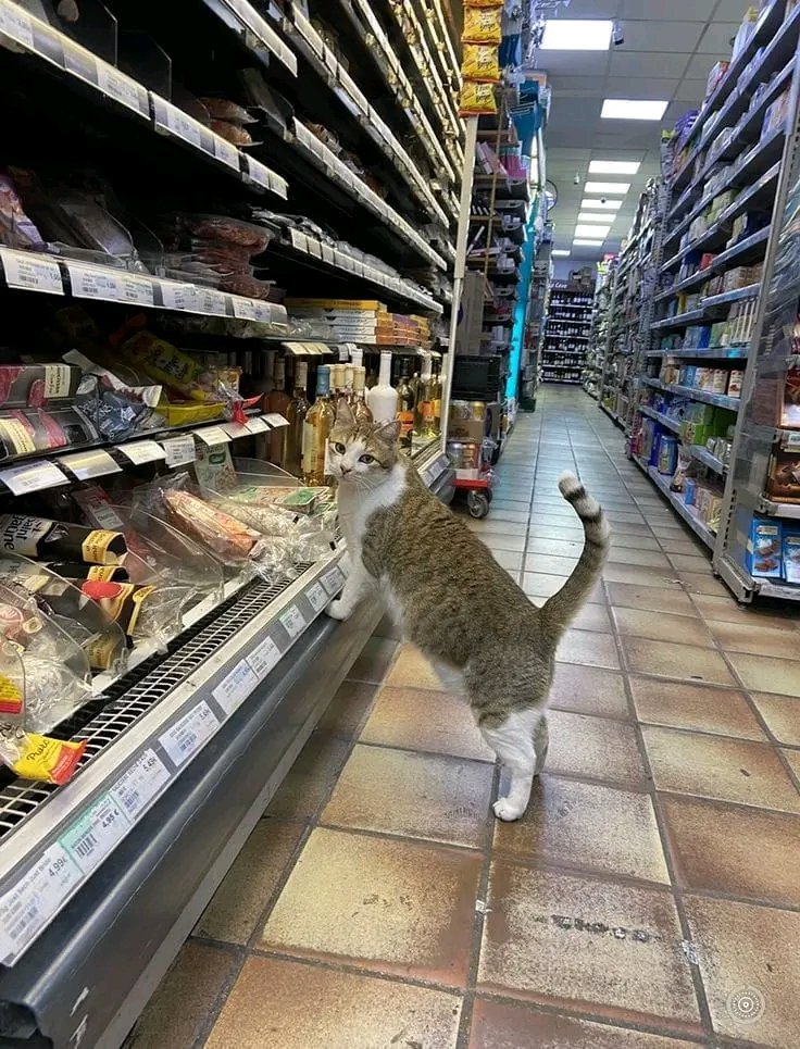 Tiofelino's tweet photo. Si tú gatito fuera al supermercado ¿Que crees que compraría? 🐱🐾 https://t.co/qoiW0pQs9V