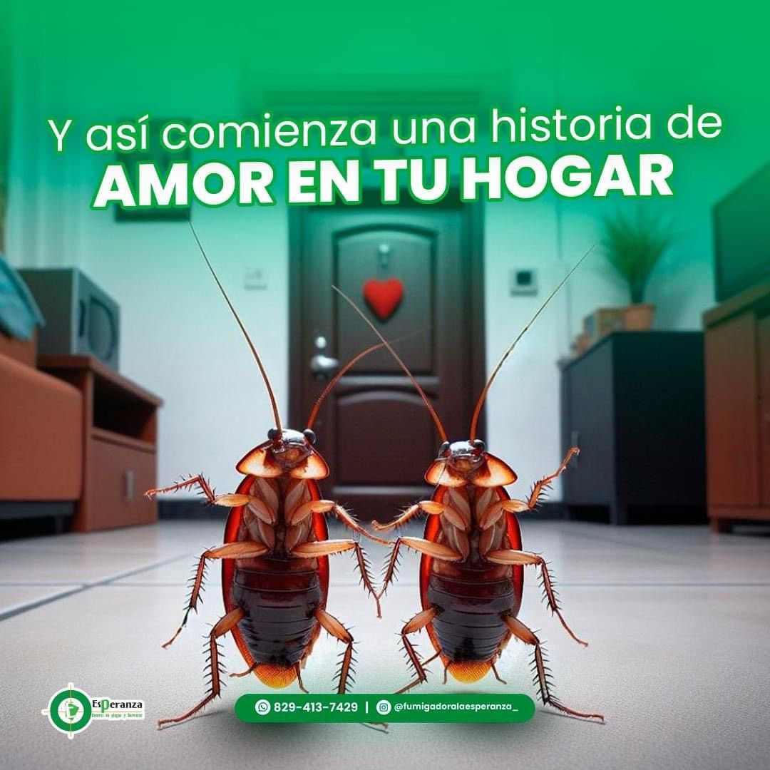 💔 Sin fumigación, estos intrusos encontraron un nido de amor en tus rincones. 🍔🍕 ¡No dejes que tu espacio sea su historia romántica! 💔🚫 Fumigar es el secreto para un hogar libre de plagas. 🐜🕷️¡Contáctanos al 829-413-7429 y pongamos fin a este romance no deseado! 📲 #fumiga