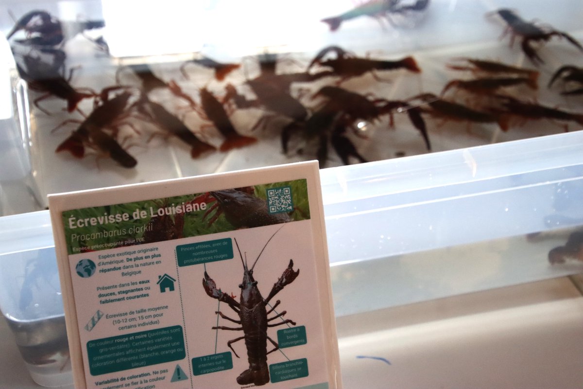 LIFEriparias's tweet image. Training sessions are underway! 🚀
Fantastic training session on #managing #invasive alien #crayfish with the Nature and Forestry Department. Theory plus hands-on experience equals progress!💫Thanks to all participants 🙌