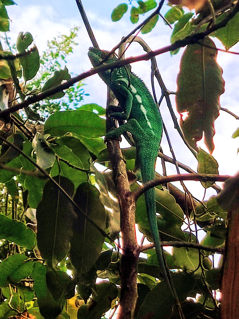 Camaleón pantera, visto en Saint-Denis de la Réunion.
#lareunion #camaleón #charmeleon