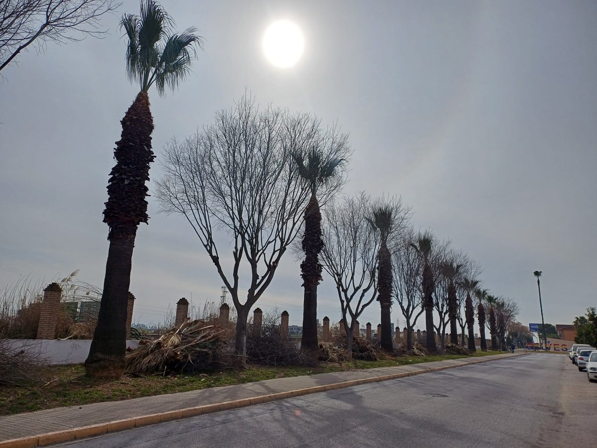 Finaliza la poda de Islas Baleares, Federico García Lorca y el boulevard situado entre el Ayuntamiento y el Mercado Municipal, en palmeras y otras especies, además de limpieza y desbroce de las zonas ajardinadas, rotondas, etc. Le seguirán Marina Gelves y el puerto. 
#gelves2024