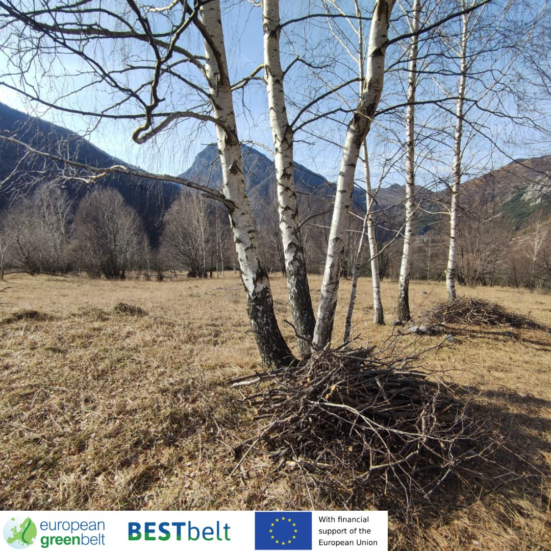 ReteItalia_EGB's tweet photo. Celebrating the end of the restoring operations on prealpine meadows for our #BESTbeltproject in Lusevera! We freed the area from encroaching shrubs and young trees to give space and sunlight to the botanical species living in this #N2000habitat. #EuropeanGreenBelt #RIEGB #Fvg https://t.co/WVSg3gKQQa