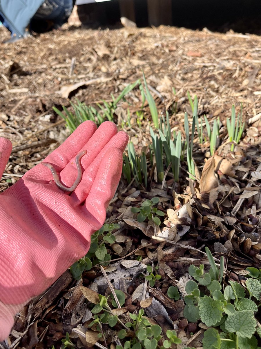 LandTrustTN's tweet photo. Last week, we had our first stewardship day of the year at The Land Trust for Tennessee's Glen Leven Farm in Nashville! Volunteers prepped the farm for spring by weeding our flower beds and picking up fallen debris from the various snow/ rain storms last month.

#LandTrustTN https://t.co/JWePFq37Uw