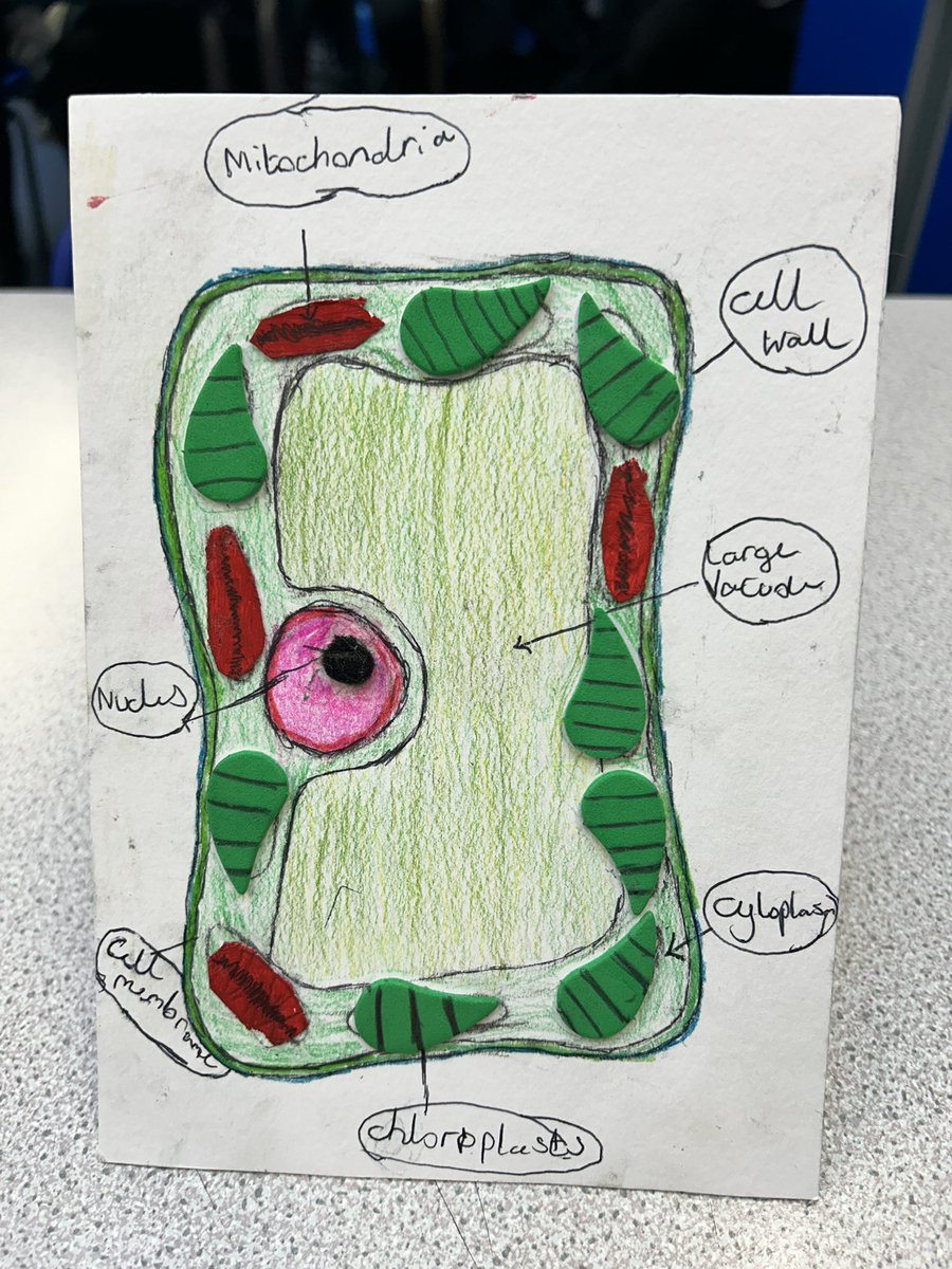 ScienceDYF's tweet image. A huge amount of effort went into 7H’s cell models! #cellmodels
