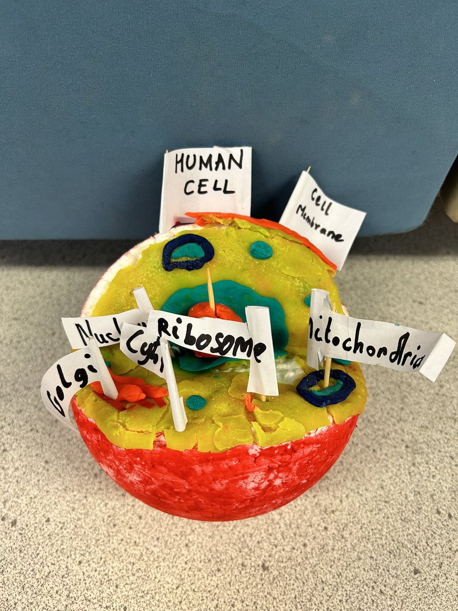 ScienceDYF's tweet image. A huge amount of effort went into 7H’s cell models! #cellmodels