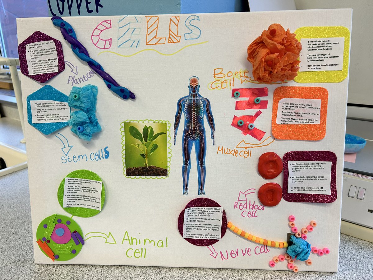 ScienceDYF's tweet image. A huge amount of effort went into 7H’s cell models! #cellmodels