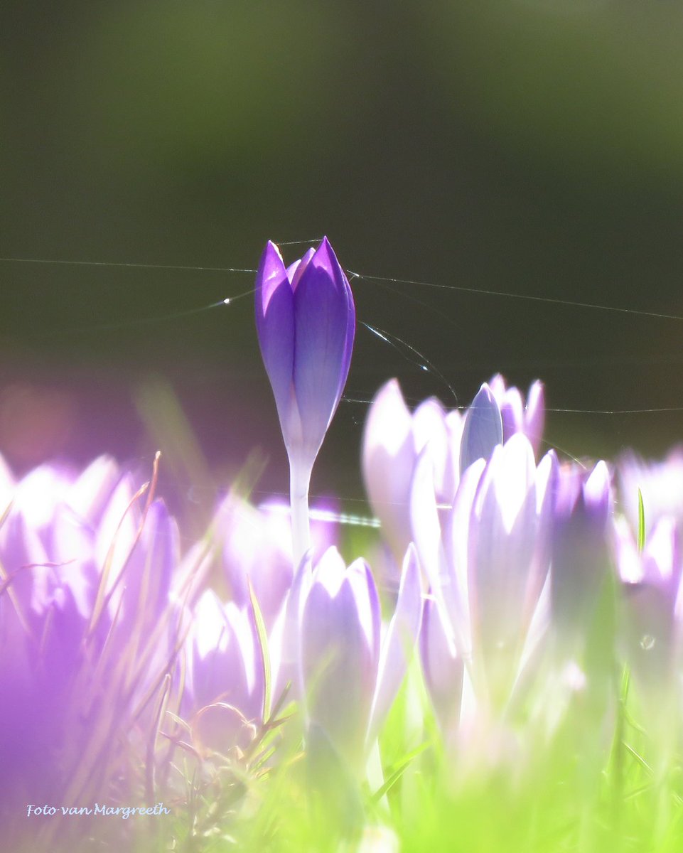 De lente stuurde de winter vandaag richting uitgang! A touch of spring 🙂 #thephotohour #NaturePhotograhpy #NatureBeauty #NatureIsArt #spring #lente #Lentegevoel #krokus #HappyDays #TwitterNatureCommunity #TwitterNaturePhotography