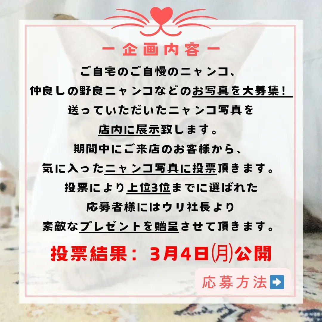 gatnatxa's tweet photo. 2/22猫の日緊急企画！
ご自慢のニャンコ写真を送って下さい！
猫の日は店内を猫ちゃんの写真でいっぱいにしたいのです！
皆様、ご応募、ご協力よろしくお願い致します。

#猫の日 #にゃんこ #ニャンコの日 #にゃんフォトコンクール #猫イベント https://t.co/fdx0MYVCeJ