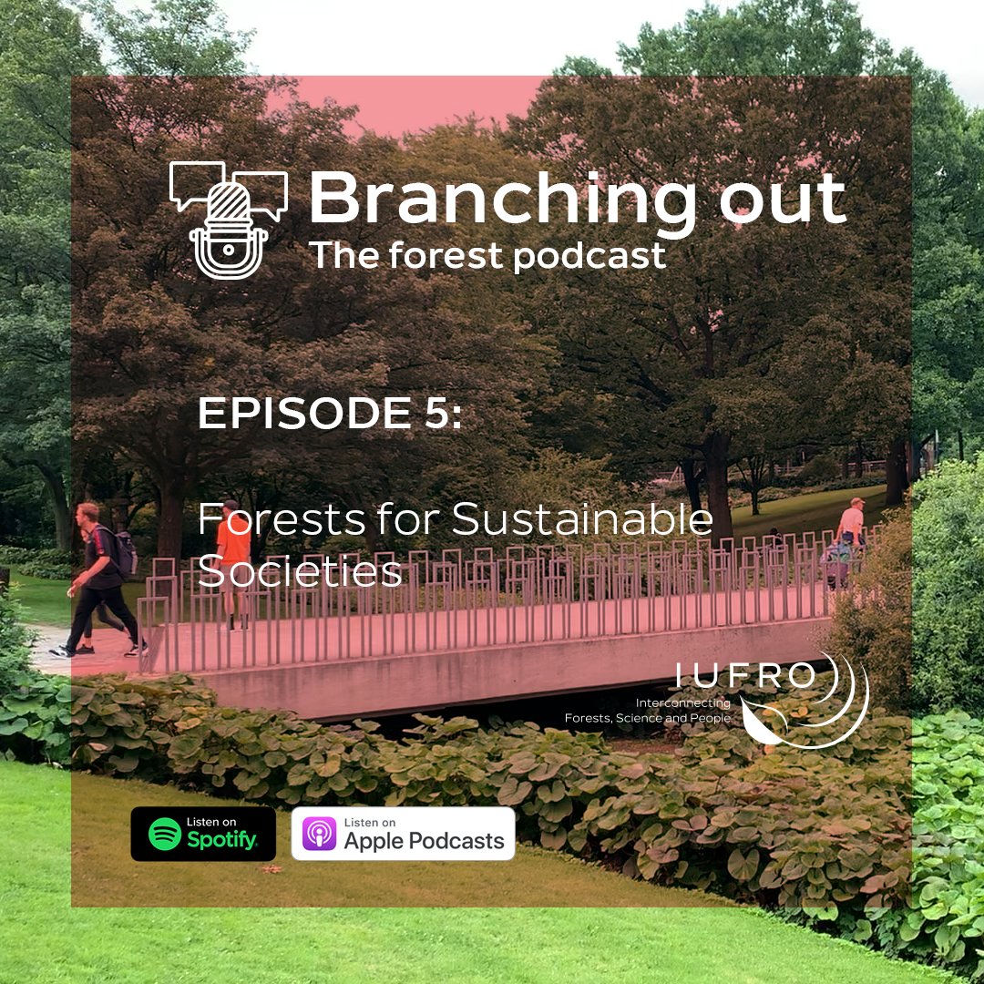 🚨 #PODCAST ALERT 🚨 🌲 Our 5️⃣ episode is now live! Explore the theme of Forests for Sustainable Societies, one of the key topics of the #IUFRO2024 World Congress🎧🌍#BranchingOut Tune in 👉 iufro.org/publications/i… Subscribe 🎧 apple.co/3UAa0B1 🎧 spoti.fi/3Kzq69l