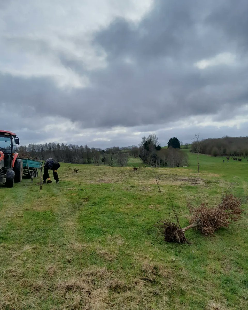 CaddingtonGolfC's tweet image. 10 more transplants have gone in today.

A few more on the LHS of the 5th (Blue course) &amp;amp; some to the RHS of the 11th apron.

#trees #transplanting #caddingtongolfcourse