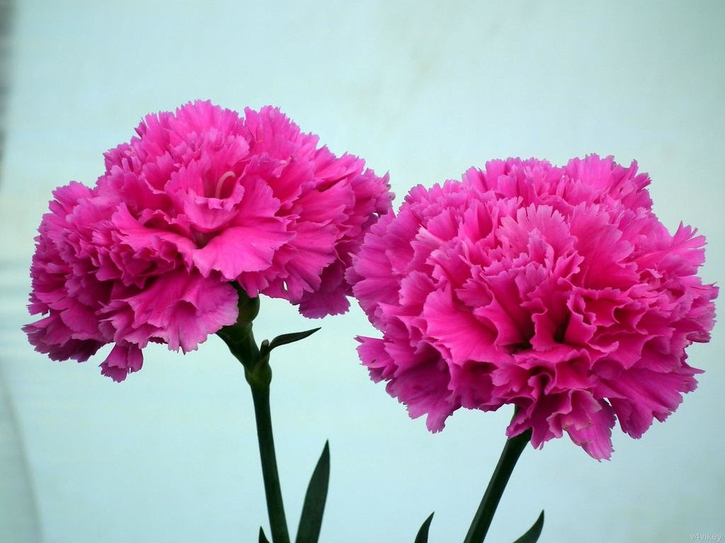 John Glenn High School (@jghs_bangor) on Twitter photo Today and Tomorrow buy your Sweetheart and Friends carnations!
During both lunches or email vayrea@bangorschools.org.
Families are welcome to order for your students! Today and Tomorrow buy your Sweetheart and Friends carnations!
During both lunches or email vayrea@bangorschools.org.
Families are welcome to order for your students!