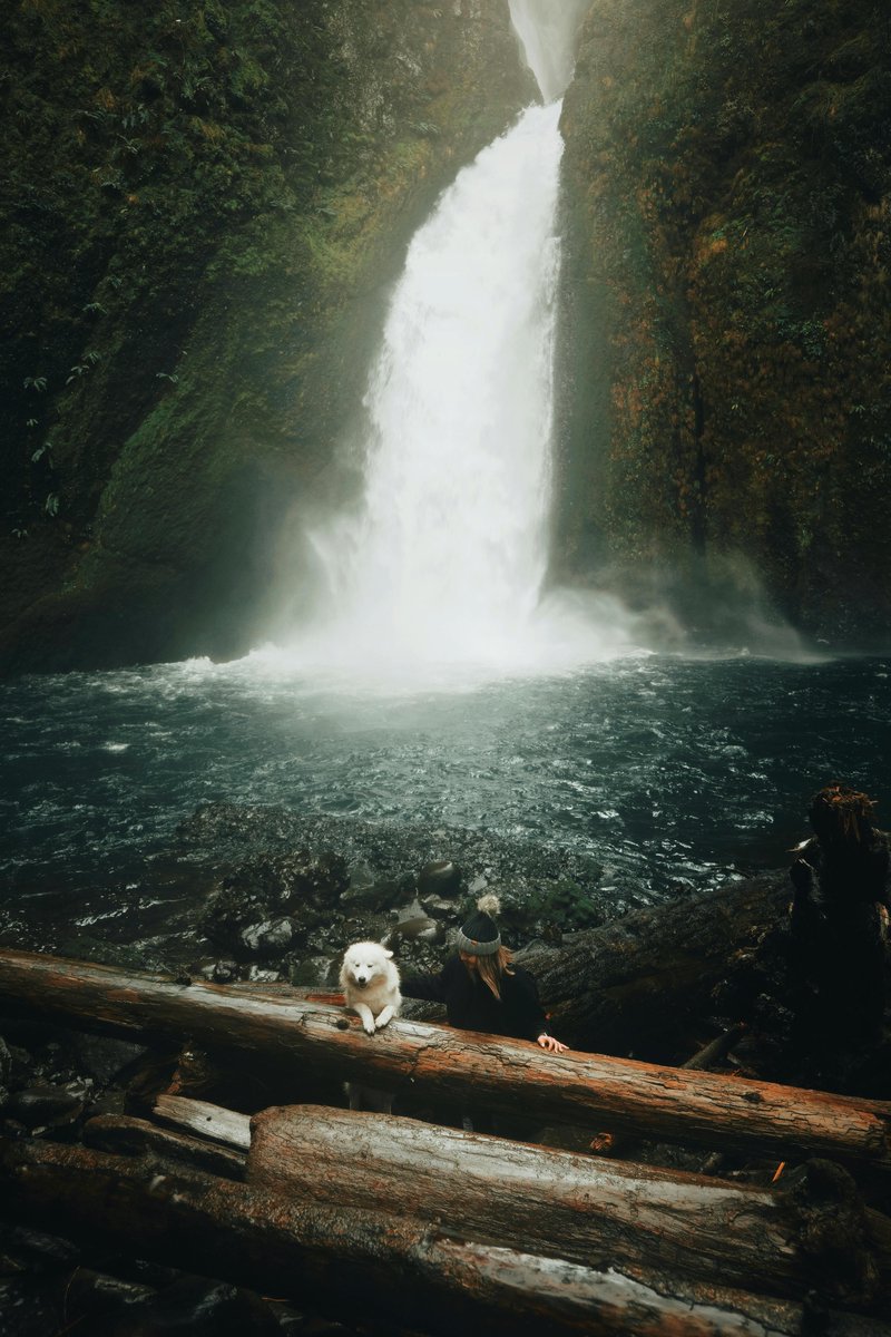 jenifargomez's tweet photo. Beauty.

#doglife #dogoftheday #lovedogs #dogs #videodog #puppy #doglover #dogoftheday #petslover #petstylist #pets_of_our_world #petslovers #petslove #petsathome #Ukraine #Putin #Mayorkas https://t.co/Ldk3mZL4GO