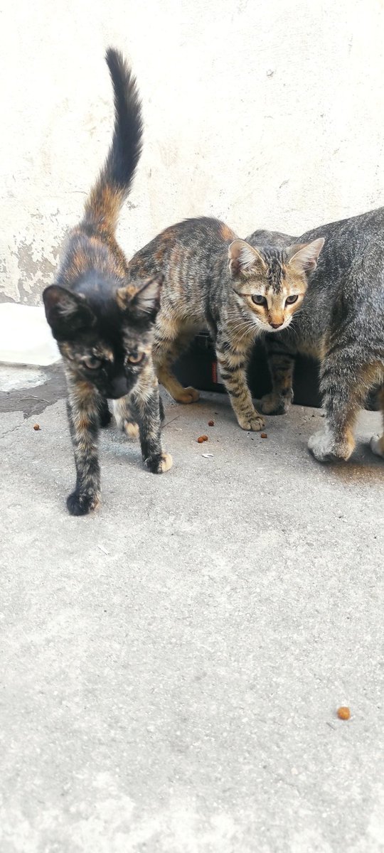 _wachinna's tweet photo. Si quieren adoptar me pueden escribir por wpp al 1532185740 o por ig a Perrosdemontecastro, buscamos hogares con protecciones para que estén seguras y no corran el peligro que corren ahora teniendo acceso a la calle 🙏🏽 si no pueden adoptar compartan que también ayuda un montón! https://t.co/W0FID22gix