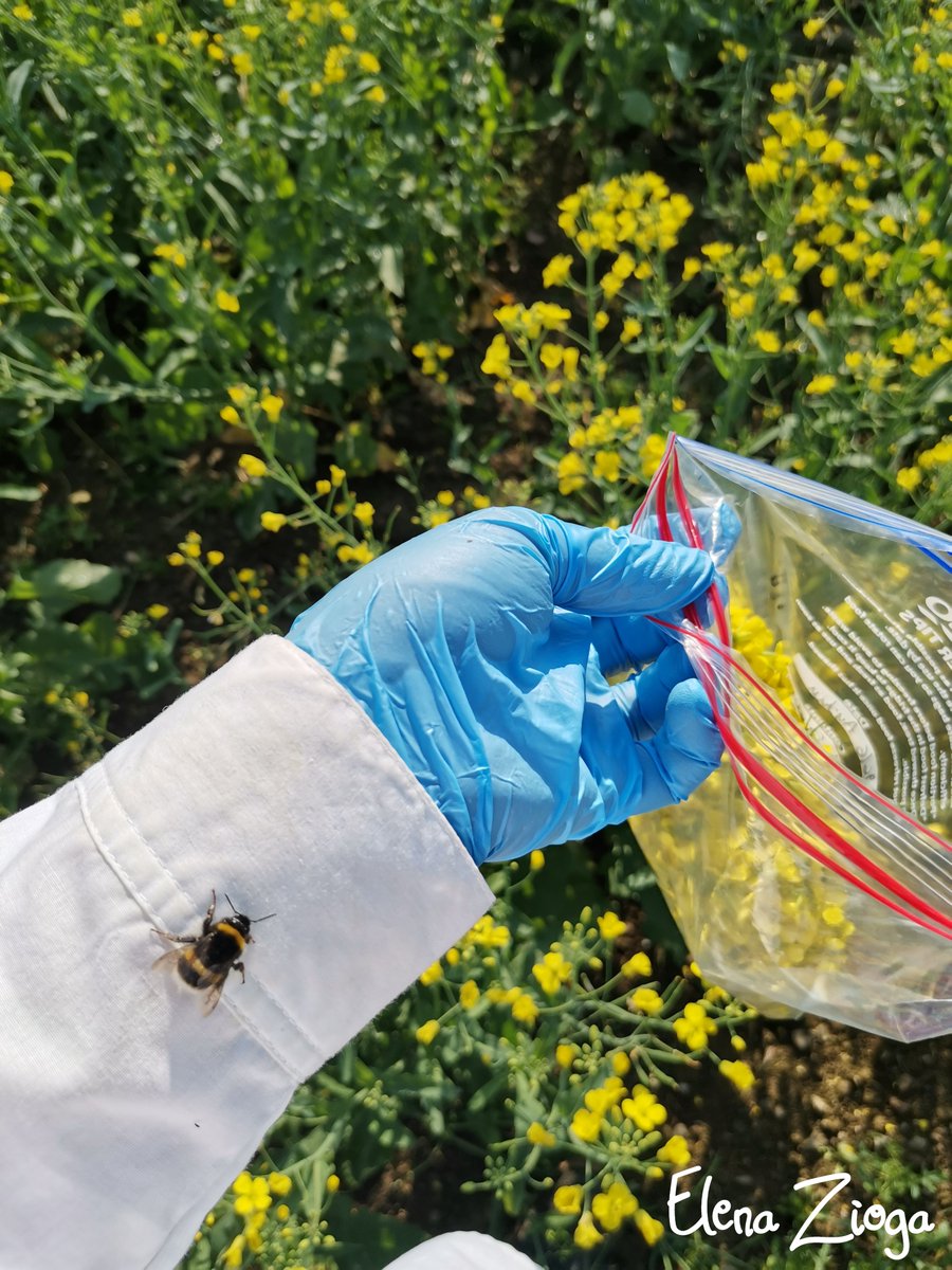 @agriculture_ie @MaynoothUni @TCD_NatSci @ucdagfood @DCUWater @BlanaidWhiteDCU @DaraStanley @JimCarolanMU @JaneCStout @matts20000 @BombusThompson @ZioElena @MathavanVick @MerissaCullen @EdStrawBio @Ifa_Dee @APremrov Take home: Pesticides in Ireland leave residues in soils, nectar & pollen. They can have impacts on bees, but the level of risk for fungicides and herbicides needs more work. We need better pesticide usage data, & better mitigation measures, to track change and reduce risk 16/16