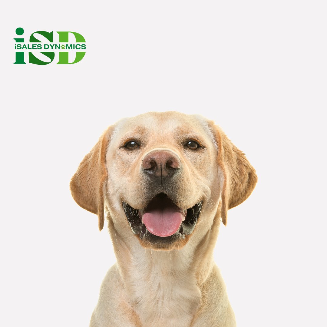 🐾 Remember, in B2B sales, you're the guide, not the barking dog!  🐩 Lead your clients to the right solutions with finesse and expertise. ⭐#SalesLeadership #B2BExpertise #GuidingSuccess