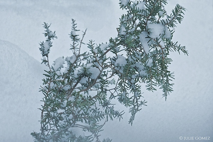 a storm branch the rousing spice of evergreen infused in my teacup #haiku #trees #westernhemlock #medicineplant #snow #weatherarchive #fujiXT20