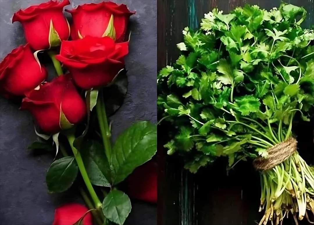 Maaniya99's tweet photo. From buying her Roses to Buying her Dhaniyas is  journey of true love..
#HappyRoseDay https://t.co/Lt59ttjky1