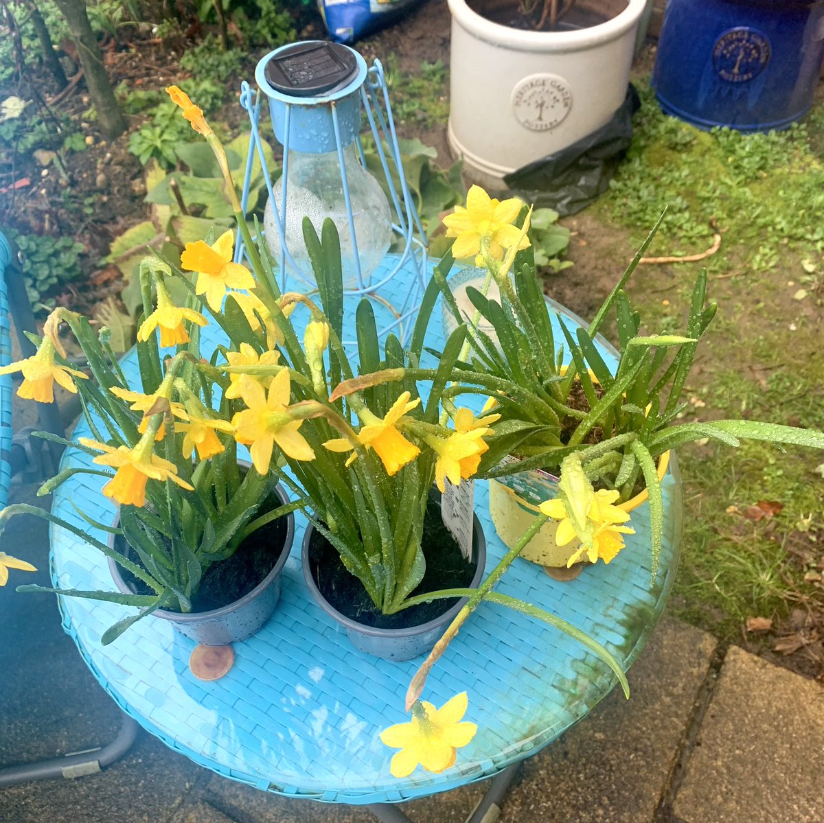lynnesutton1's tweet photo. #daffodil Wednesday not #rose #spring #flowers #love 💛 https://t.co/yQGyIuQwOL