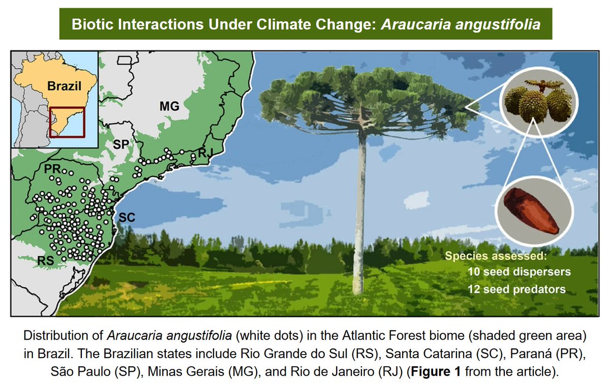 The Araucaria tree is an endangered keystone species in Brazil. As the link between climate change, biodiversity, and spatial shifts in species distribution is not well understood, a new study investigates Araucaria, its predators, and its seed dispersers. doi.org/10.1007/s10584…