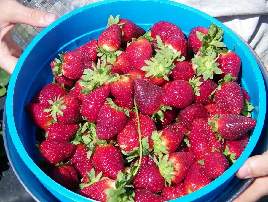 BrookeBeyma's tweet photo. Did you know Florida is #2 in strawberry production, right behind California? 🍓🍓 And winter is our strawberry season! Learn some more #FunFacts about #FloridaStrawberries: https://t.co/1rgOKHQYfq #florida #strawberries #brookebeyma #strawberryseason https://t.co/u4PQVTUTNh