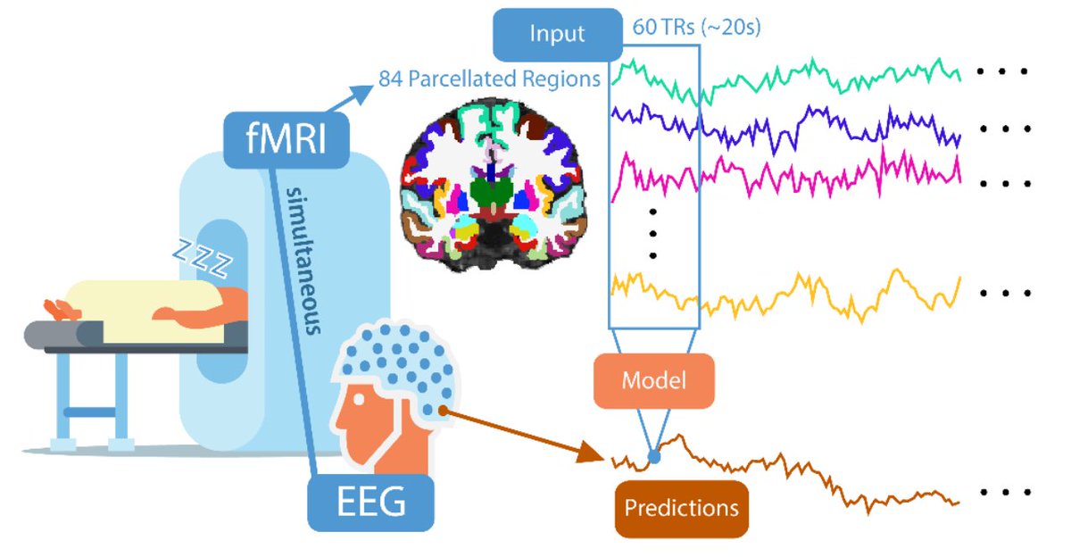 new preprint by Len Jacob! What brainwide dynamics underlie spontaneous fluctuations in EEG rhythms? We designed a computational framework to predict EEG from fast fMRI signals, and identified network structures underlying EEG rhythms across arousal states biorxiv.org/content/10.110…